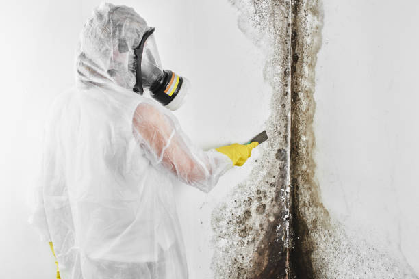 Why You Should Choose Our Mold Remediation Services in Corona De Tucson, AZ